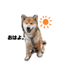 柴犬さこんじ（個別スタンプ：2）