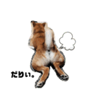 柴犬さこんじ（個別スタンプ：3）