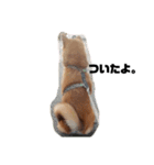 柴犬さこんじ（個別スタンプ：4）