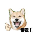 柴犬さこんじ（個別スタンプ：5）
