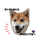 柴犬さこんじ（個別スタンプ：7）