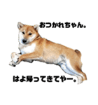 柴犬さこんじ（個別スタンプ：8）