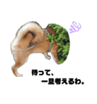 柴犬さこんじ（個別スタンプ：9）