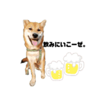 柴犬さこんじ（個別スタンプ：10）