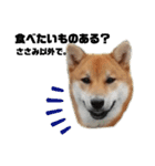 柴犬さこんじ（個別スタンプ：11）