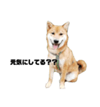 柴犬さこんじ（個別スタンプ：12）