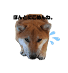 柴犬さこんじ（個別スタンプ：13）