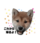 柴犬さこんじ（個別スタンプ：15）