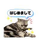 ねこ目線 Neo（個別スタンプ：1）