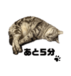 ねこ目線 Neo（個別スタンプ：2）