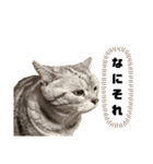 ねこ目線 Neo（個別スタンプ：3）