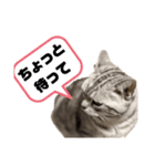 ねこ目線 Neo（個別スタンプ：4）
