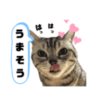 ねこ目線 Neo（個別スタンプ：5）