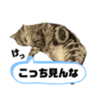 ねこ目線 Neo（個別スタンプ：6）