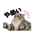ねこ目線 Neo（個別スタンプ：7）