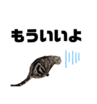 ねこ目線 Neo（個別スタンプ：8）