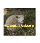今日のメェ2（個別スタンプ：2）