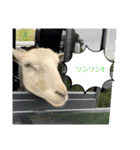 今日のメェ2（個別スタンプ：3）