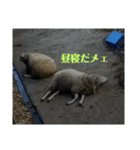 今日のメェ2（個別スタンプ：4）