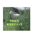 今日のメェ2（個別スタンプ：7）