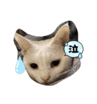 めぐミルクのペットと晩ごはんリクエスト（個別スタンプ：3）