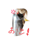 めぐミルクのペットと晩ごはんリクエスト（個別スタンプ：13）