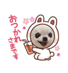 チワワの愛＆花（個別スタンプ：5）