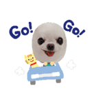 チワワの愛＆花（個別スタンプ：7）
