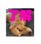プリムスフラン♡（個別スタンプ：6）