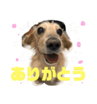 プリムスフラン♡（個別スタンプ：11）