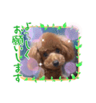 トイプー コロンの日常（個別スタンプ：2）