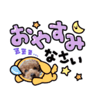 トイプー コロンの日常（個別スタンプ：6）