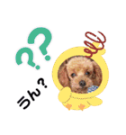トイプー コロンの日常（個別スタンプ：8）