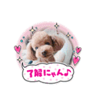 トイプー コロンの日常（個別スタンプ：11）