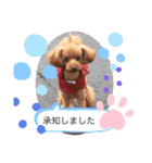トイプー コロンの日常（個別スタンプ：13）