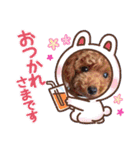トイプー コロンの日常（個別スタンプ：16）