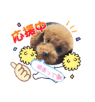 トイプー コロンの日常（個別スタンプ：19）