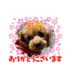 トイプー コロンの日常（個別スタンプ：20）