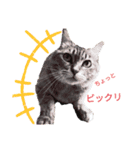 ラブリーフェアリーズ（個別スタンプ：5）