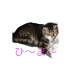 ねこねこにゃんにゃーん（個別スタンプ：2）