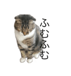 ねこねこにゃんにゃーん（個別スタンプ：3）