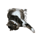 ねこねこにゃんにゃーん（個別スタンプ：4）
