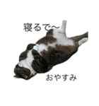 ねこねこにゃんにゃーん（個別スタンプ：5）