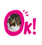 ねこねこにゃんにゃーん（個別スタンプ：6）