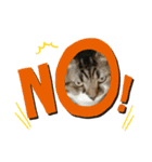 ねこねこにゃんにゃーん（個別スタンプ：7）