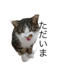 ねこねこにゃんにゃーん（個別スタンプ：11）