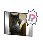 ねこねこにゃんにゃーん（個別スタンプ：12）