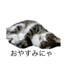 ねこねこにゃんにゃーん（個別スタンプ：13）
