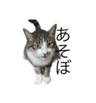 ねこねこにゃんにゃーん（個別スタンプ：14）