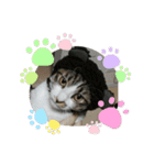 ねこねこにゃんにゃーん（個別スタンプ：15）